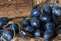 Plum. Fresh plum. Harvest. fresh blue plums on a dark table. Autumn harvest of plums. healthy eating concept. Food Photo Royalty Free Stock Photo