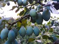 The plum fruit on the branch with the leaves on the tree, green, immature plums