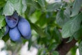 Plum fruit close up. Plum tree with fruits. Gardening and agriculture. Fruit in a farmer's own garden Royalty Free Stock Photo