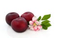 Plum Fruit and Flower Blossom