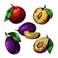 plum fruit food set sketch hand drawn vector Royalty Free Stock Photo