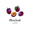 Plum fruit graphic drawing. Watercolor plums on a white background. Vector illustration