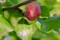 Plum fruit with incipient disease hanging on a branch close up selective focus