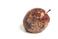 Plum Fruit Infected by Fungal Disease Monilia cinerea isolated