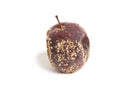 Plum Fruit Infected by Fungal Disease Monilia cinerea isolated