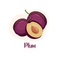 Plum fruit and leaf vector icon. Fresh juicy plum isolated on a white background. Royalty Free Stock Photo