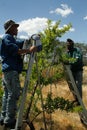 Plum fruit pickers Royalty Free Stock Photo