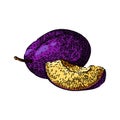 plum fruit purple cut food sketch hand drawn vector Royalty Free Stock Photo