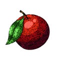 plum fruit raw food sketch hand drawn vector Royalty Free Stock Photo