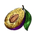 plum fruit ripe food sketch hand drawn vector Royalty Free Stock Photo