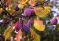 plums tree branch harvest close-up macro bokeh background outdoor garden Royalty Free Stock Photo