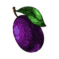 plum fruit sweet food sketch hand drawn vector Royalty Free Stock Photo