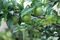 Plum fruit on plum tree,close up Royalty Free Stock Photo