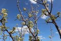 Plum Fruit Tree Royalty Free Stock Photo