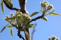 Plum Fruit Tree Royalty Free Stock Photo