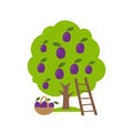Plum fruits tree. Orchard garden harvest. Ladder and basket. Vector agriculture.