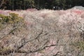 plum grove in Kairaku en, Mito