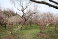 plum grove in Kairaku en, Mito