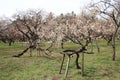 plum grove in Kairaku en, Mito