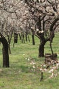 plum grove in Kairaku en, Mito