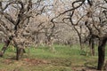 plum grove in Kairaku en, Mito