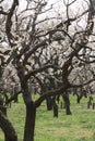 plum grove in Kairaku en, Mito