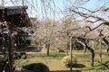 Plum grove in Kodokan, Mito, Ibaraki