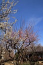 Plum grove in Kodokan, Mito, Ibaraki