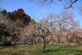 Plum grove in Kodokan, Mito, Ibaraki