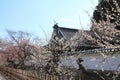 Plum grove in Kodokan, Mito, Ibaraki