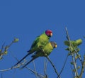 Plum Headed Parakeets