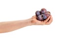 plum in hand Royalty Free Stock Photo