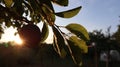 Plum hanging on a tree at sunset Royalty Free Stock Photo