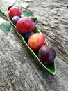 Plum pitter in action Royalty Free Stock Photo