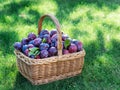 Plum harvest. Plums in the basket on the green grass