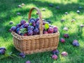 Plum harvest. Plums in the basket on the green grass