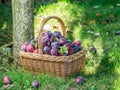 Plum harvest. Plums in the basket on the green grass