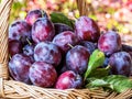 Plum harvest. Plums in the basket Royalty Free Stock Photo