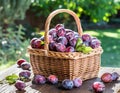 Plum harvest. Ripe plums in the basket on the table