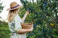 Plum harvest. Woman farmer with hat picking ripe plums into wicker basket Royalty Free Stock Photo