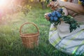 Plum harvest. Woman farmer picking plums into basket in garden Royalty Free Stock Photo