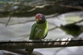 Plum head parrot