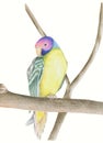 Plum headed Parakeet,