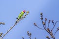 Plum-headed parakeet in Bardia national park, Nepal