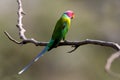 Plum headed parakeet