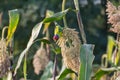 Plum headed Parakeet on Sorghum