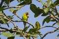 PLum headed parakeet with fruit