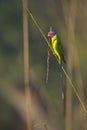 Plum-headed parakeet male in Nepal