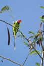 Plum-headed parakeet in Nepal
