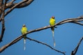 Plum-headed Parakeet Pair perching on high tree branch Royalty Free Stock Photo